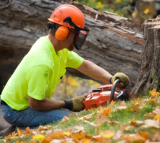 tree services Sayreville